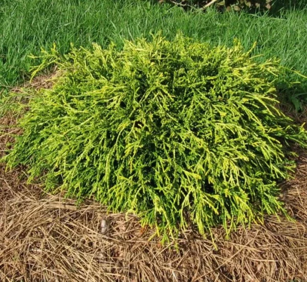 chamaecyparis pisifera sungold 1