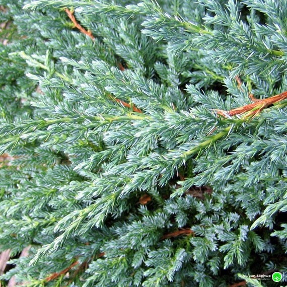 juniperus squamata blue carpet kh a 27 197.1