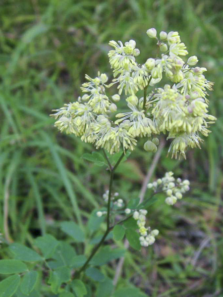 28778 1 thalictrum minus adiantifolium