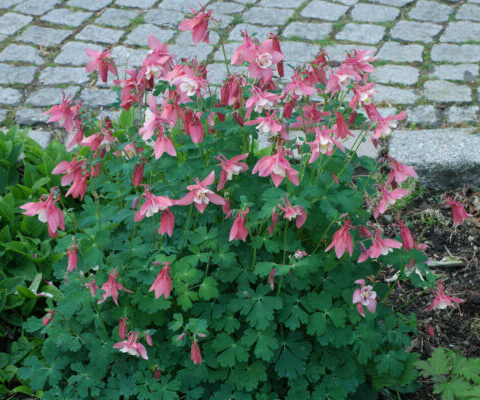 aquilegia vulgaris biedermeier 7 e1732188229894