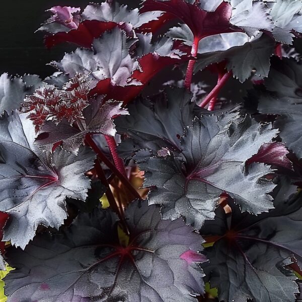 heuchera black taffeta