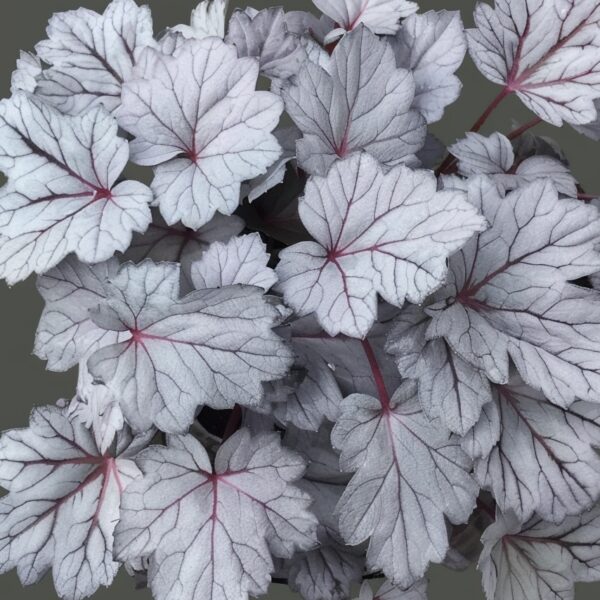 heuchera silver gumdrop