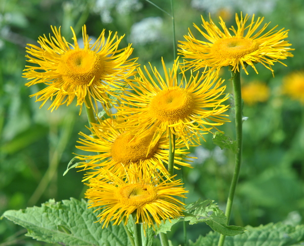 kremjanik garnij telekia speciosa