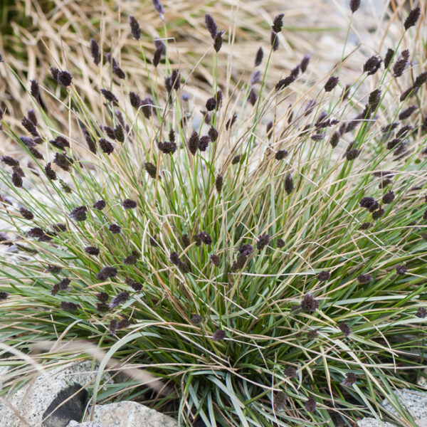 sesleria heufleriana 1