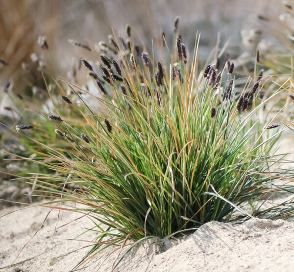 sesleria heufleriana 2 e1724249884975