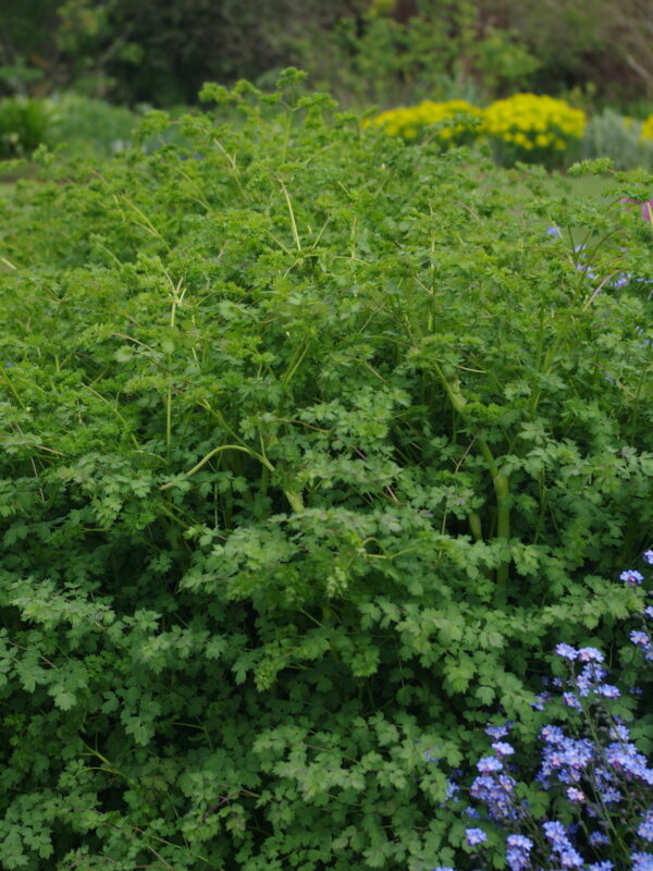 thalictrum minus adiantifolium bc reservoir12 28 4 22 e8571a0738 e1724249327197